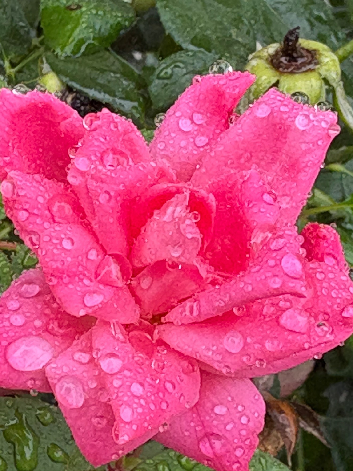 Vibrant pink rose covered in sparkling rain drops
